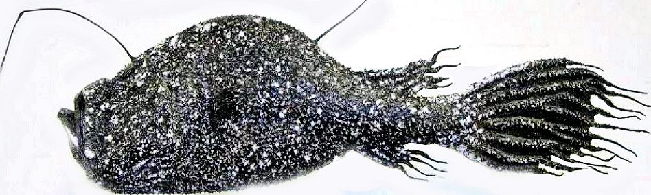 Ceratias holboelli_031.jpg